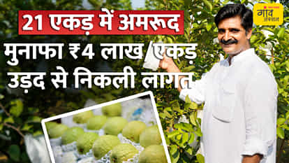 VIDEO: 'Bagging' transforms guava cultivation; the success of 'Taiwan Pink' across 21 acres