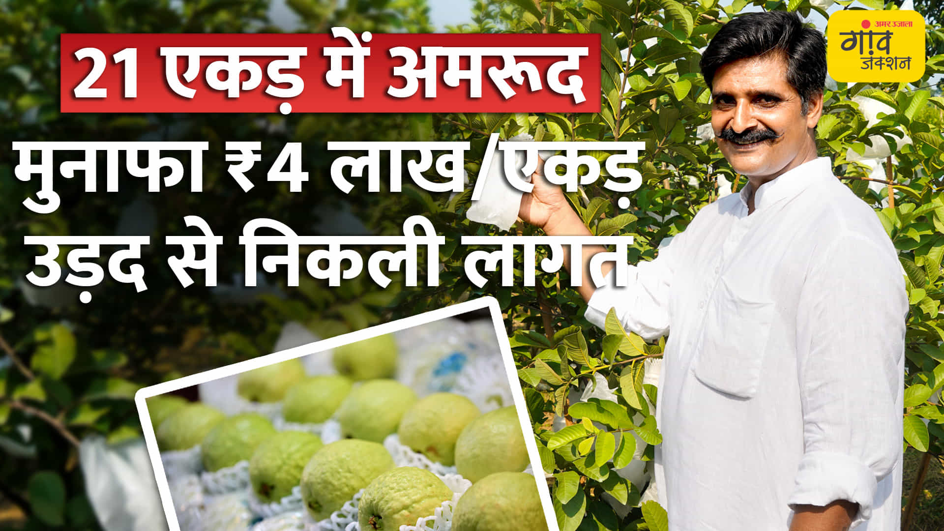 बैगिंग से बदली अमरूद की खेती