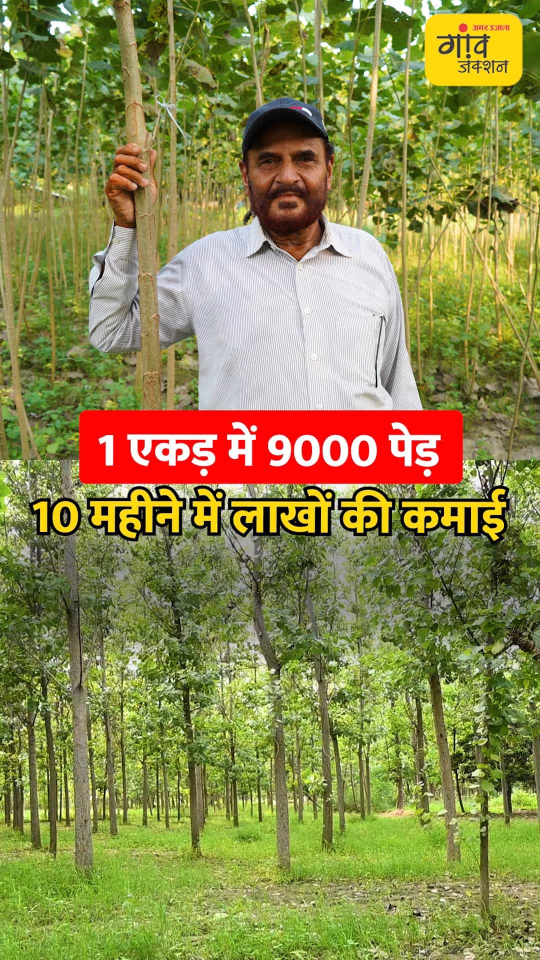 1 एकड़ में 9,000 पॉपलर के पौधे