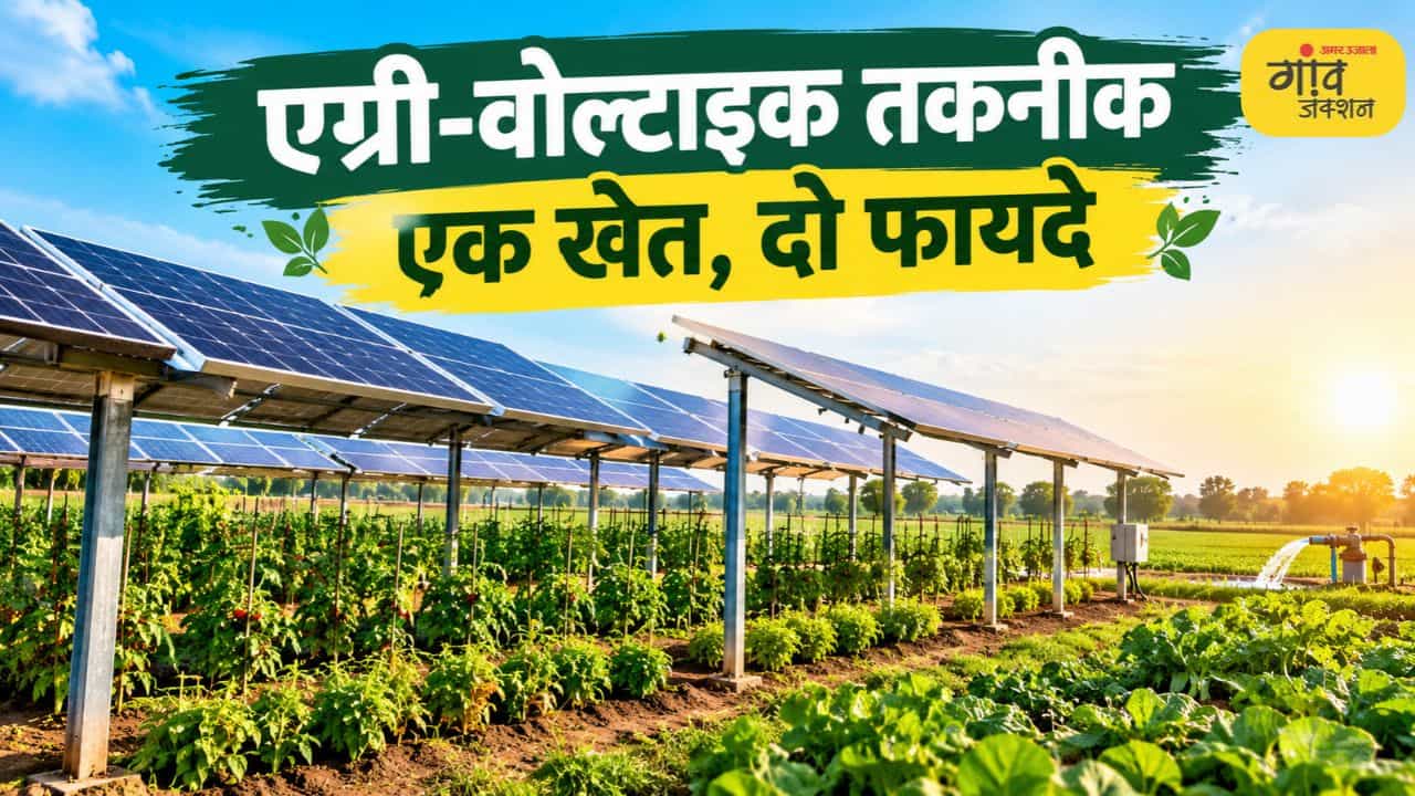 एग्री-वोल्टाइक तकनीक से किसान एक ही खेत में फसल उगाने के साथ सौर बिजली भी बना सकते हैं।