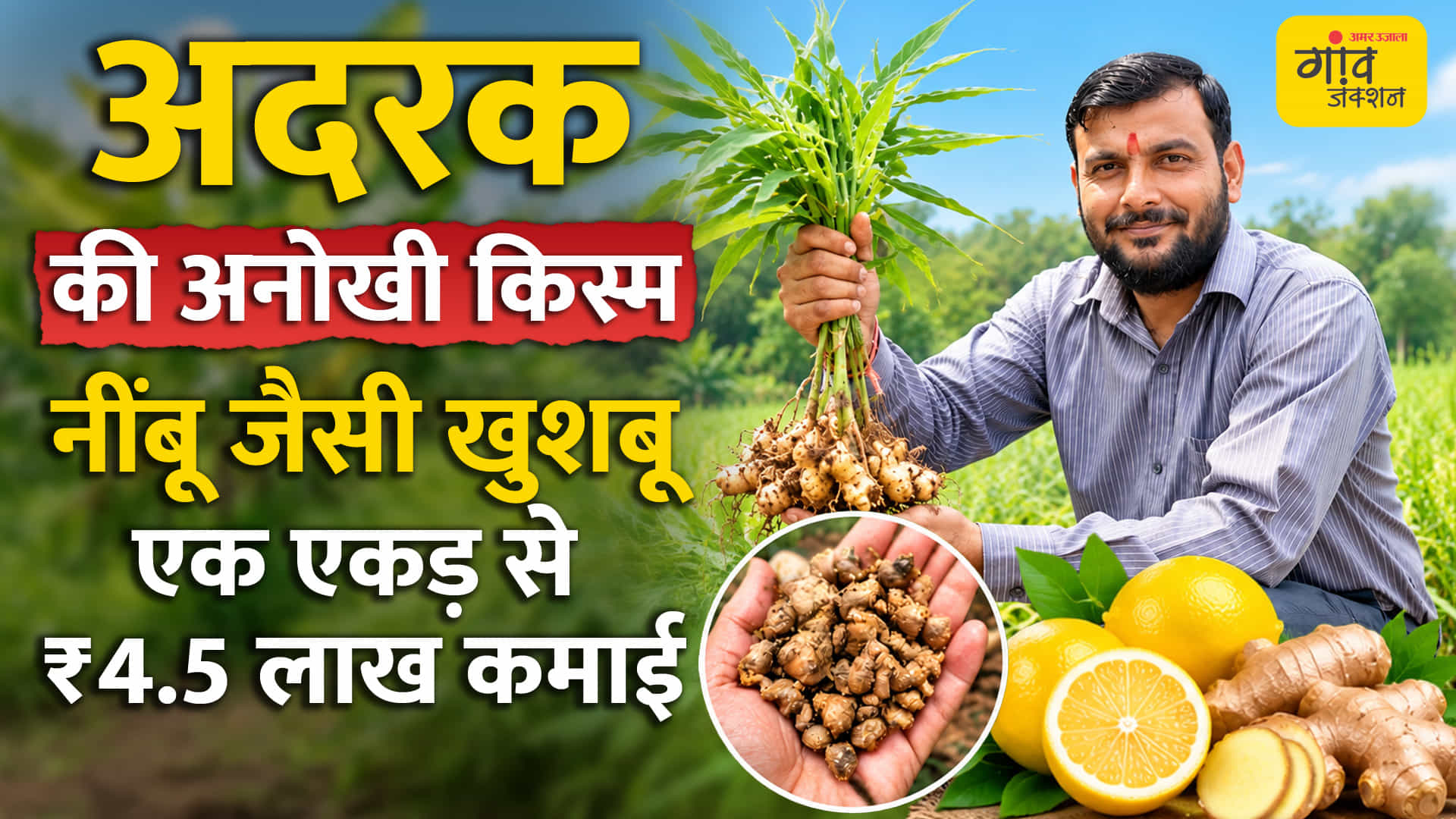 नींबू की खुशबू वाली अदरक