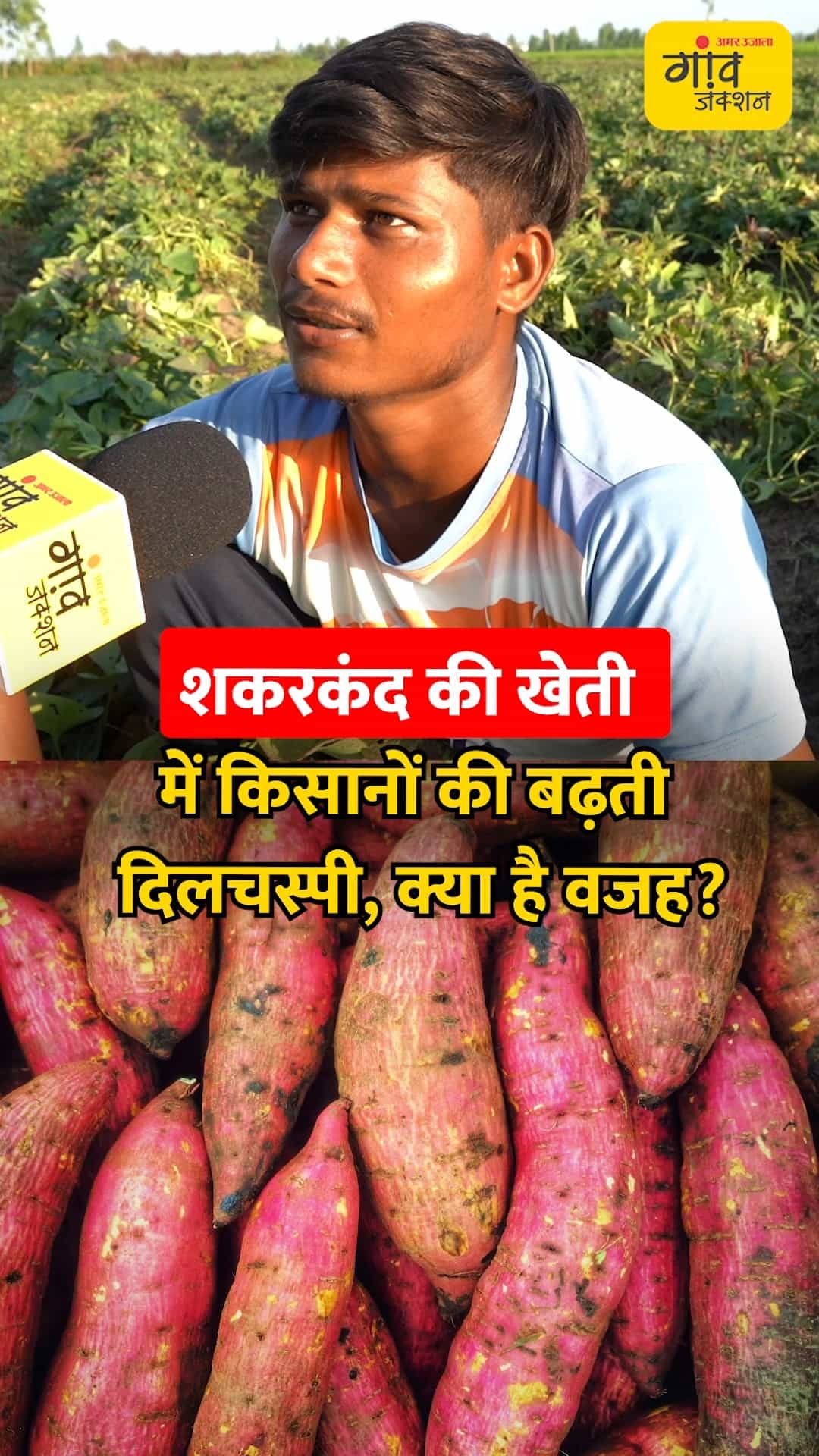 शकरकंद की खेती की ओर बढ़ता किसानों का रुझान।