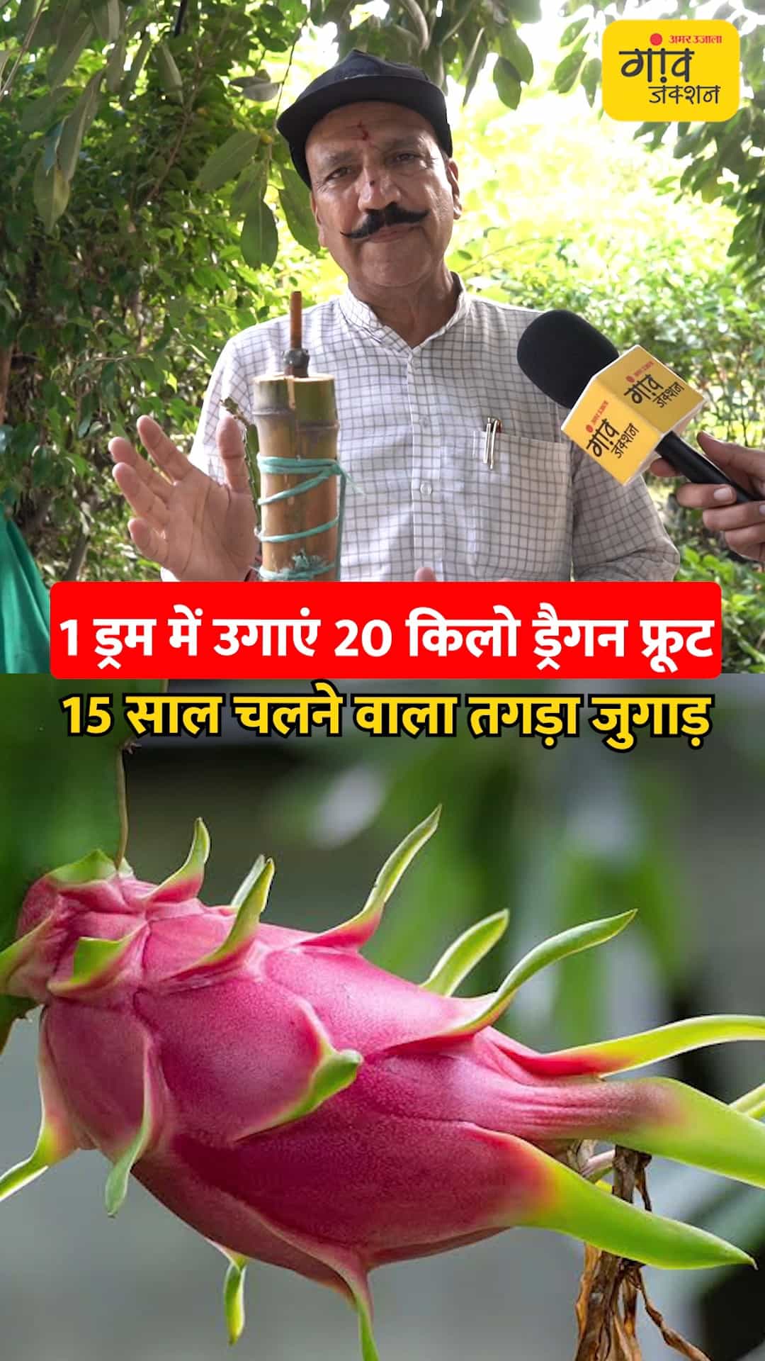 1 ड्रम में 20 किलो ड्रैगन फ्रूट