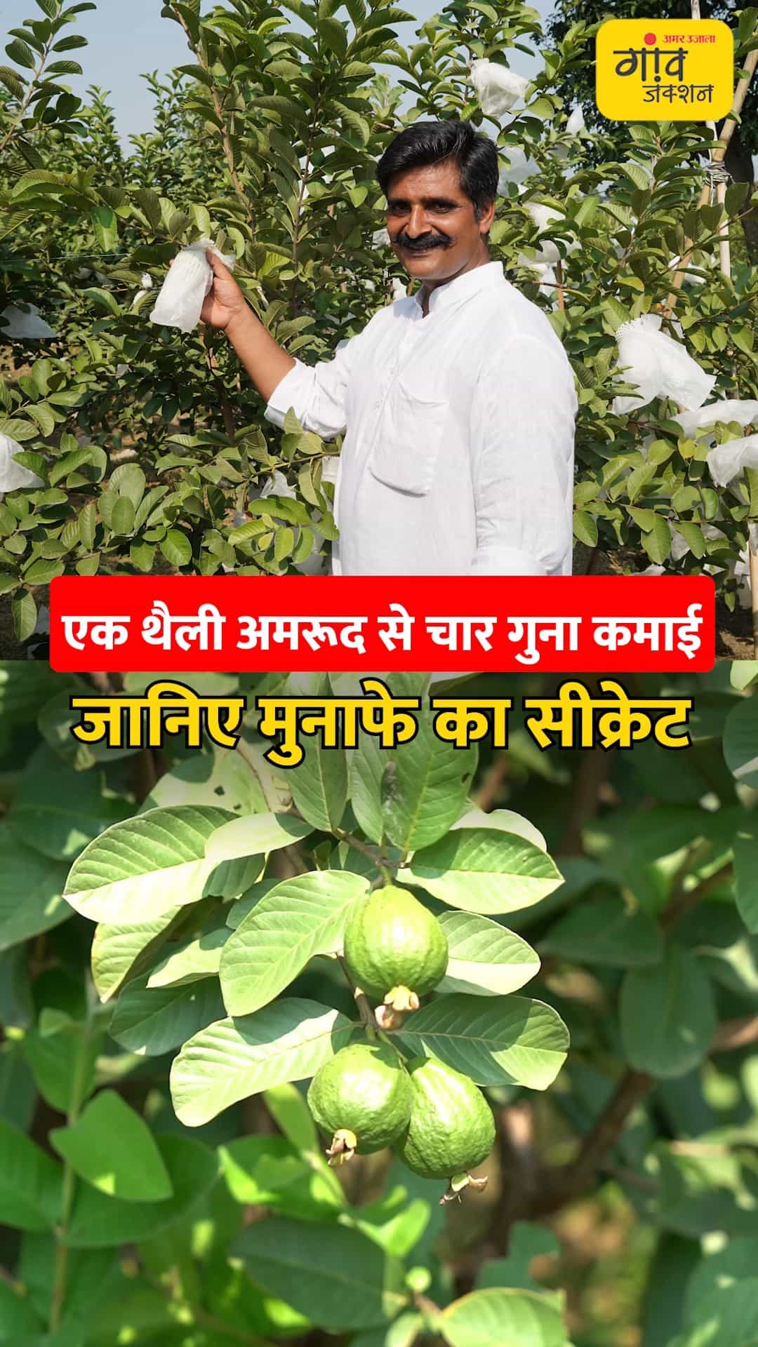 अमरूद पर एक थैली