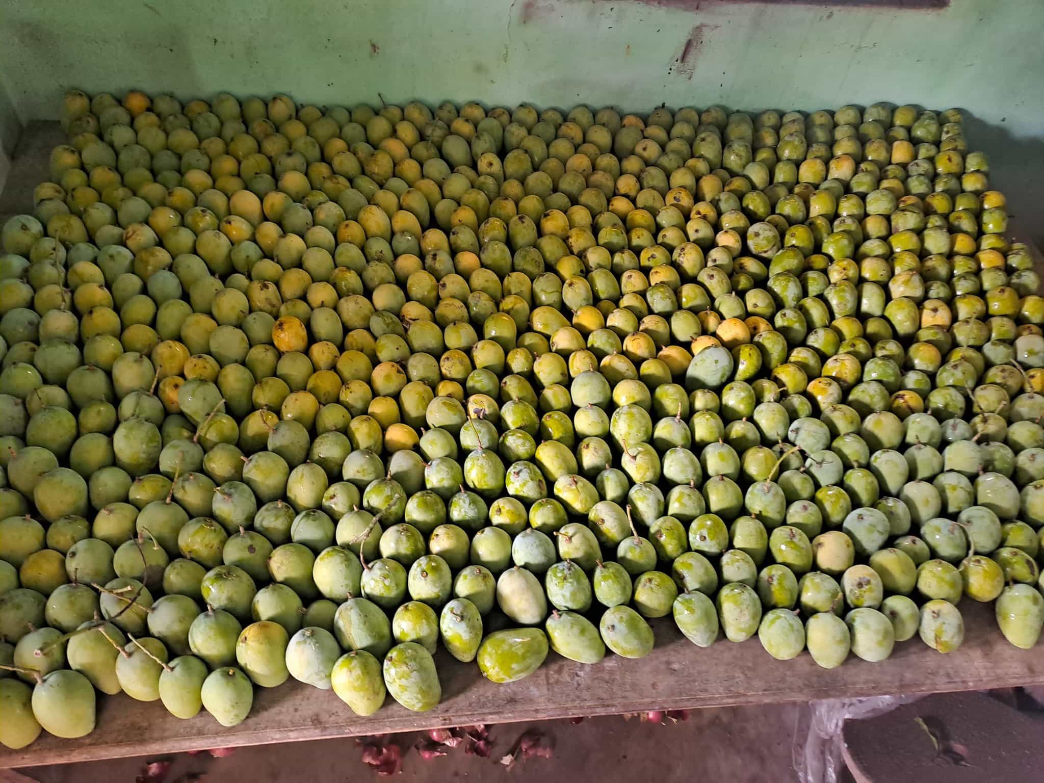 जर्दालु आम का उत्पादन बढ़ाकर छोटे किसानों की आमदनी बढ़ाने के लिए BAU आया आगे।