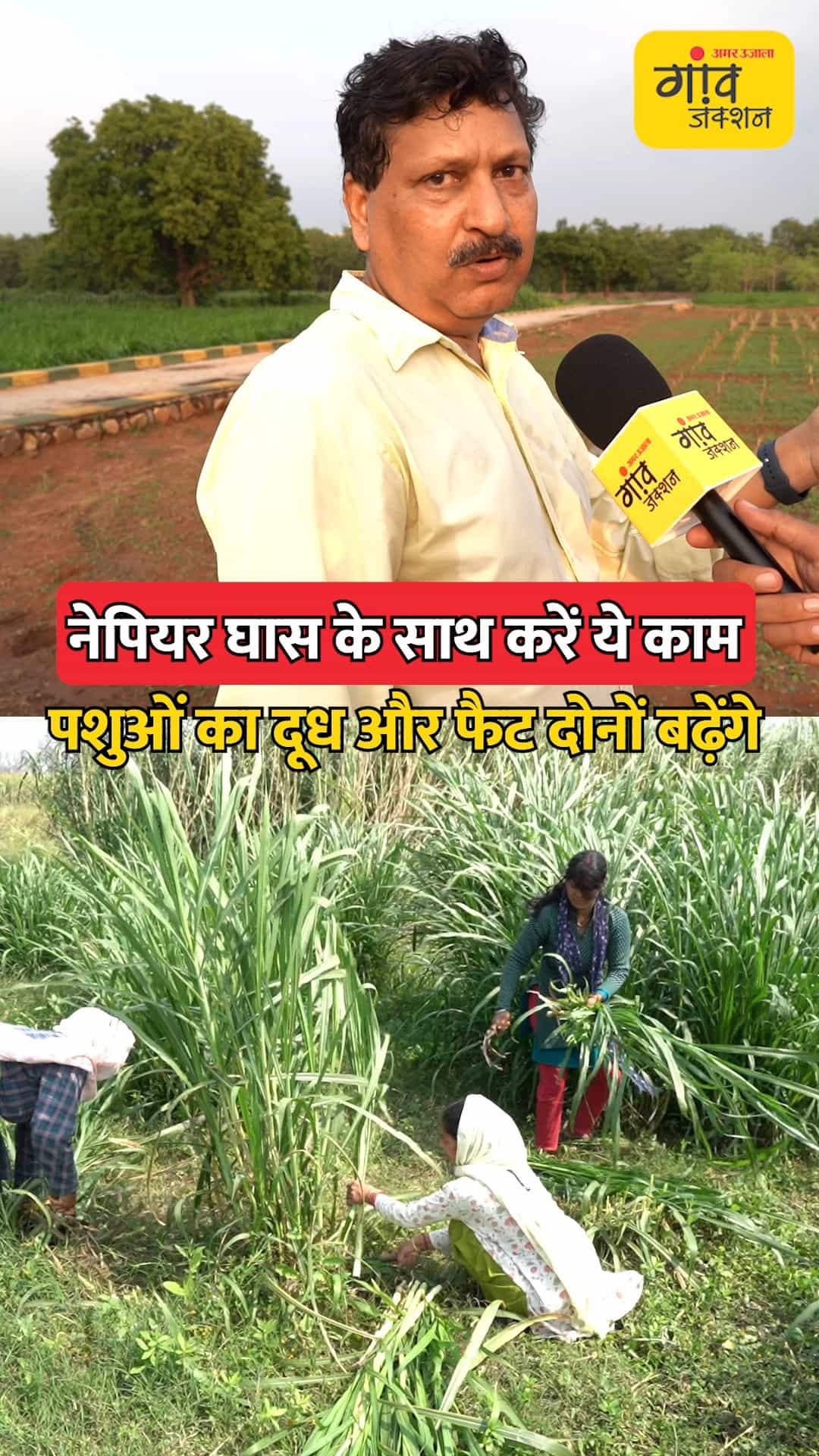 पशुओं को मिलेगा बेहतर चारा