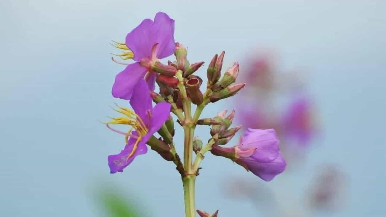 इस पौधे पर गुलाबी रंग के फूल खिलते हैं