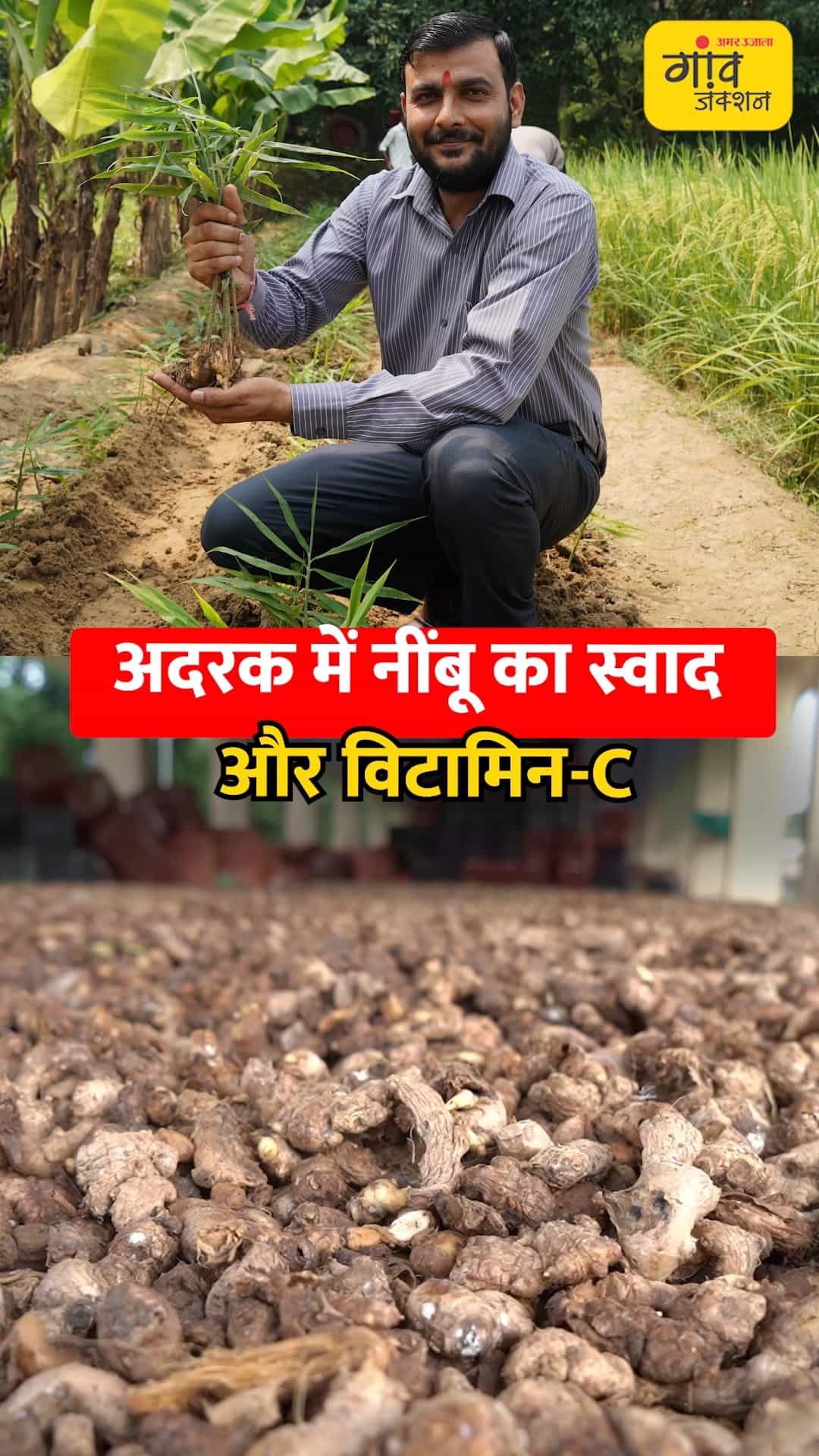 अदरक में नींबू जैसी खुशबू