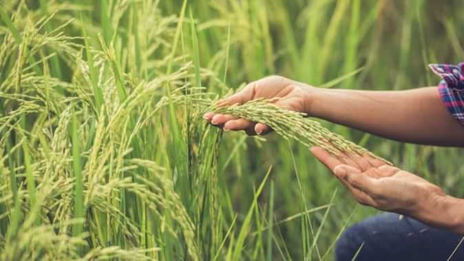 बासमती चावल के निर्यातक मुश्किल में