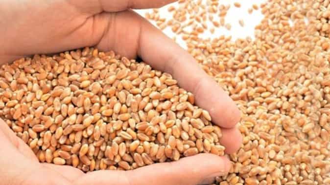 Wheat Price Wheat Price
