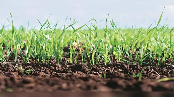 Rabi Crops Sowing Rabi Crops Sowing