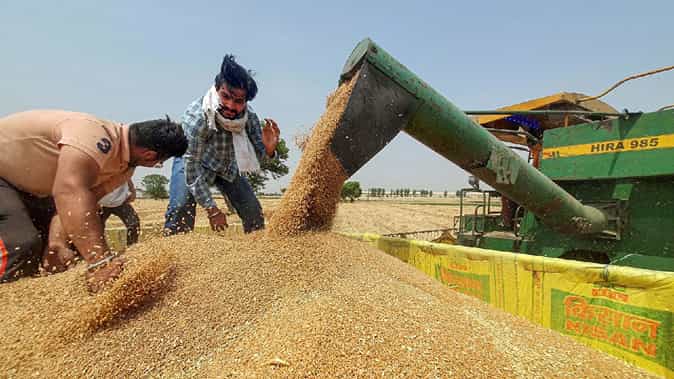 Wheat Auction की मात्रा में कटौती Wheat Auction की मात्रा में कटौती