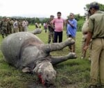 3 more bodies recovered of rhinoceros in kaziranga
