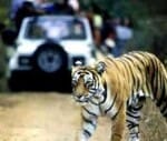 india loses 69 tigers and 39 rhinos in just a year