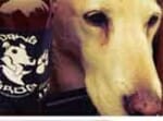 boneyard brewery launches beer for dogs
