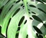 scientists discover why swiss cheese plants are full of holes