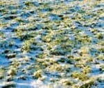 hail and rain damaged crops in rajasthan