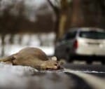 weird law that allowing motorists to eat animals they kill with cars