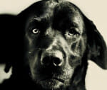 the dog who was sentenced to life for killing governer's cat 