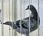 pigeon sale yields world record for feathered bolt
