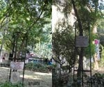 arushi_hemraj_tree_noida