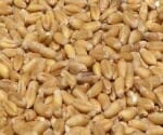 miracle of elections, would be a good wheat crop