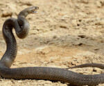 snake bite