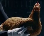 supply of poultry products from Chandigarh now Off  
