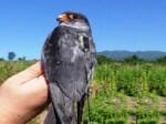 amur falcons satellite tagged in nagaland tracked over arabian sea