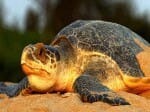 hindu-muslim save together trutles