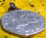 tiny frog