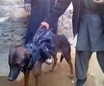 Taliban arrest american dog in afganistan