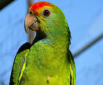 parrots creats tension for farmers.