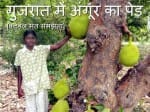 Social Media viral on gujrat development
