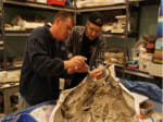 beer made from yeast found in whale's body