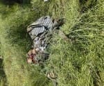 Air Force fighter jet MIG 21 crashes in Jammu & Kashmir