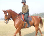 horse price more than mercedes and bmw.