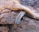 1500 years old mummies found in a million number