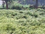 Rain and hurricane devastated farmers