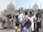 aga khan visit tajmahal and dog