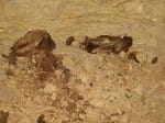 mummies of dogs in egypt