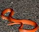 rare red coral kukri snake found live in uttarakhand.
