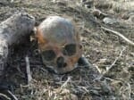 skull found in lahaul chokhang.
