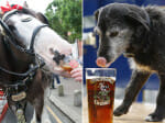 animals enjoying beer in Britain's beer festival