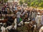 uploading photo of goat who belongs to id-ul-fitra is illegal