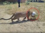 Leopard neck trapped in a pot