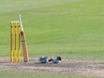 a snake found during cricket match