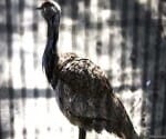 houbara bustard bird in pakistan