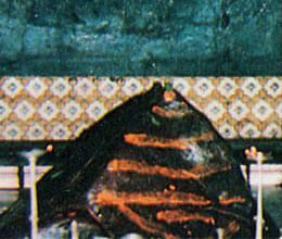 kedarnath-dham-shivling-and-story