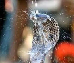 why snakes like milk  
